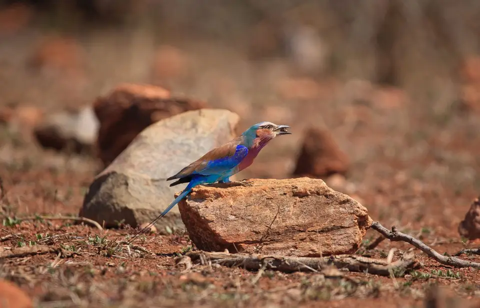 Südafrika_KrugerNP_051.jpg