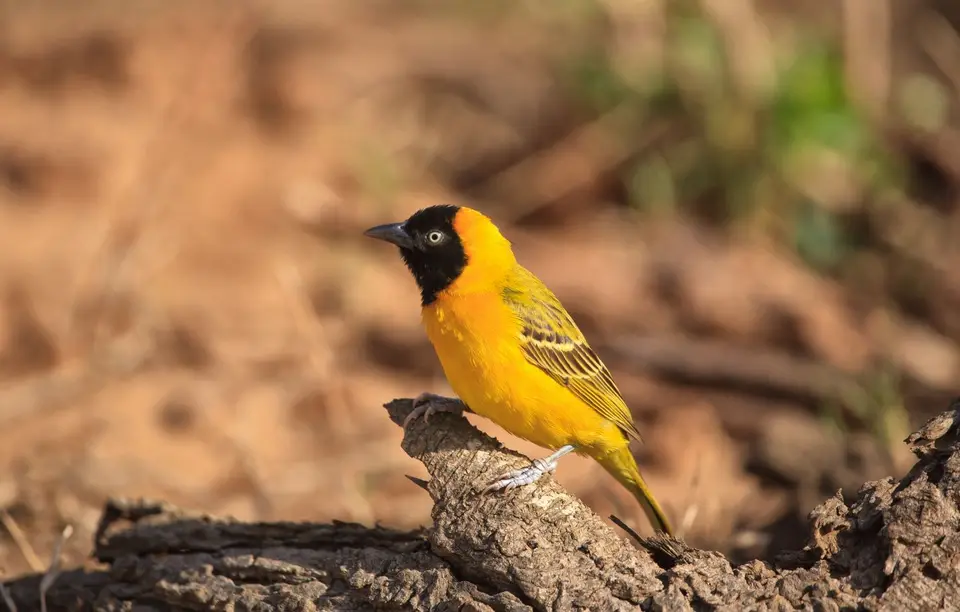 Südafrika_KrugerNP_0514.jpg