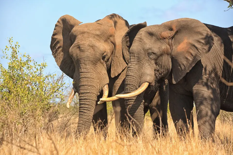 Südafrika_KrugerNP_0520.jpg