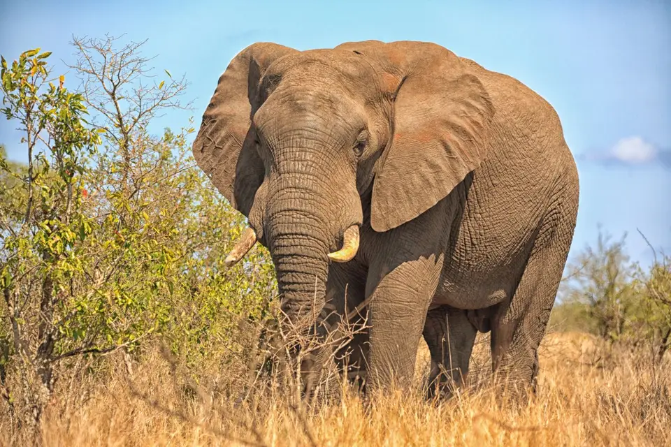 Südafrika_KrugerNP_0521.jpg