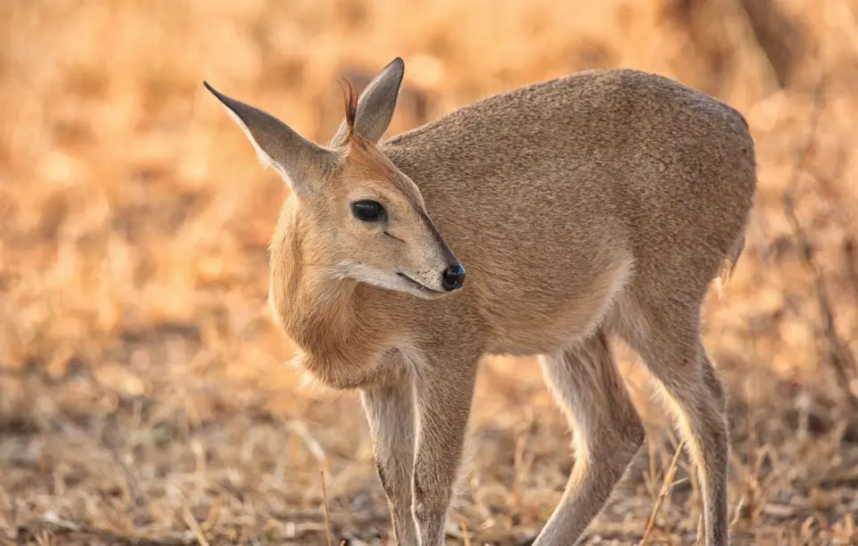 Südafrika_KrugerNP_0589.jpg