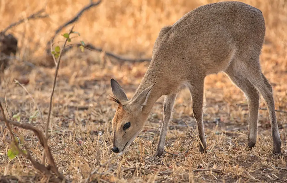 Südafrika_KrugerNP_0591.jpg