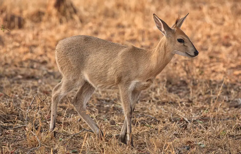 Südafrika_KrugerNP_0592.jpg