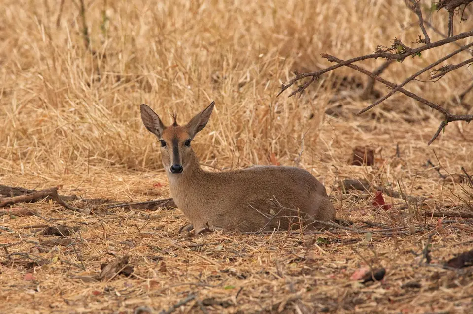 Südafrika_KrugerNP_0594.jpg