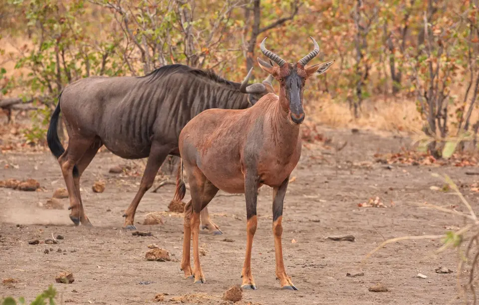 Südafrika_KrugerNP_0595.jpg