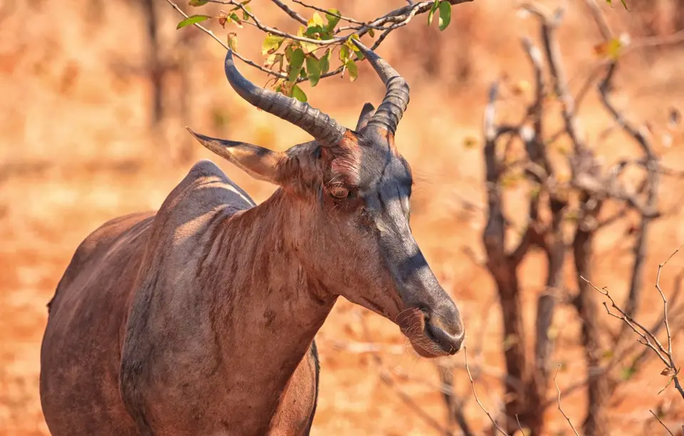 Südafrika_KrugerNP_0597.jpg