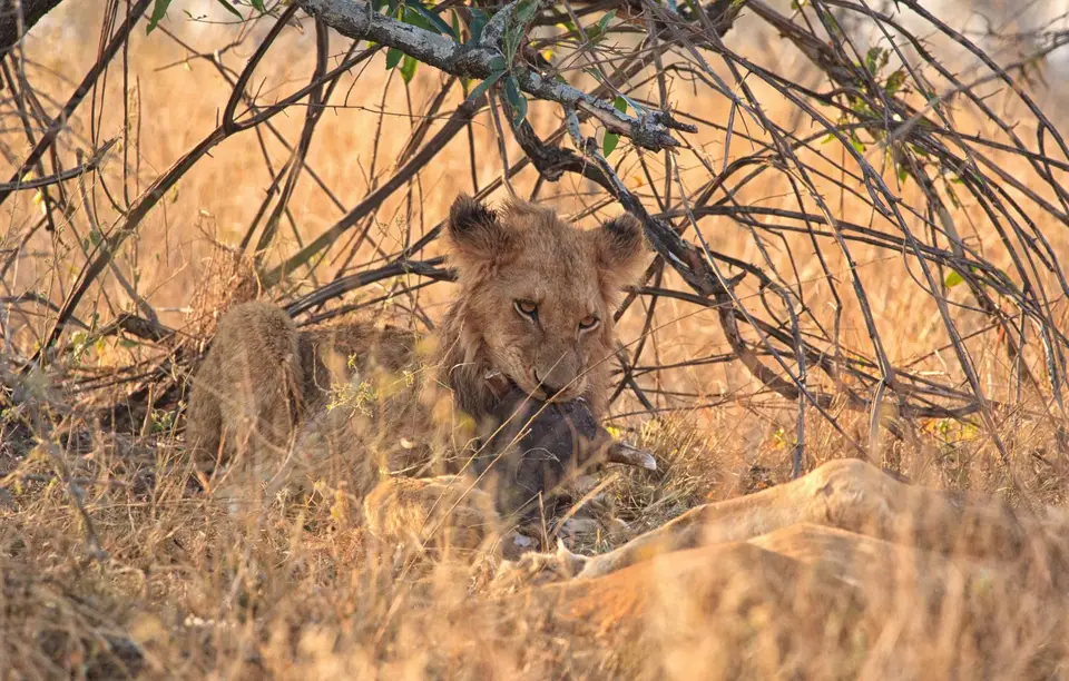 Südafrika_KrugerNP_0613.jpg