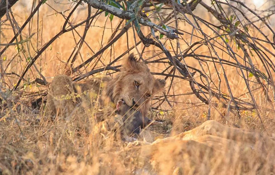 Südafrika_KrugerNP_0616.jpg