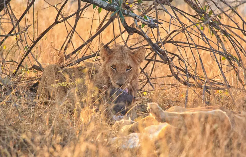 Südafrika_KrugerNP_0617.jpg