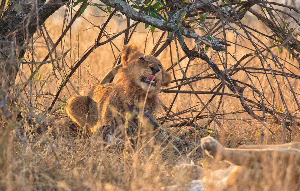 Südafrika_KrugerNP_0620.jpg