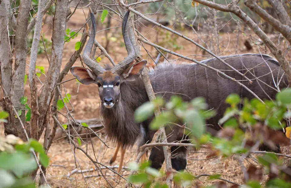 Südafrika_KrugerNP_0633.jpg