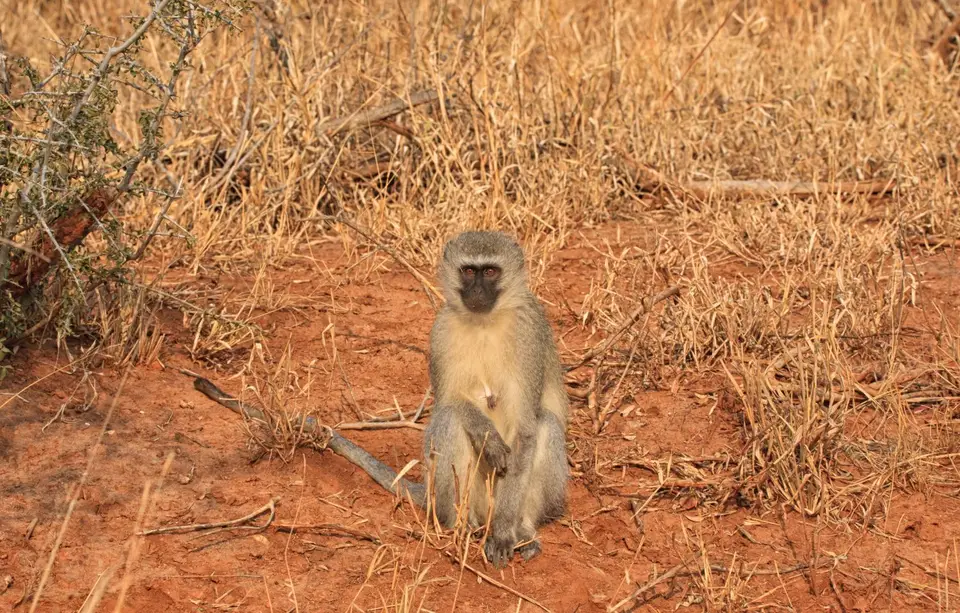 Südafrika_KrugerNP_0664.jpg