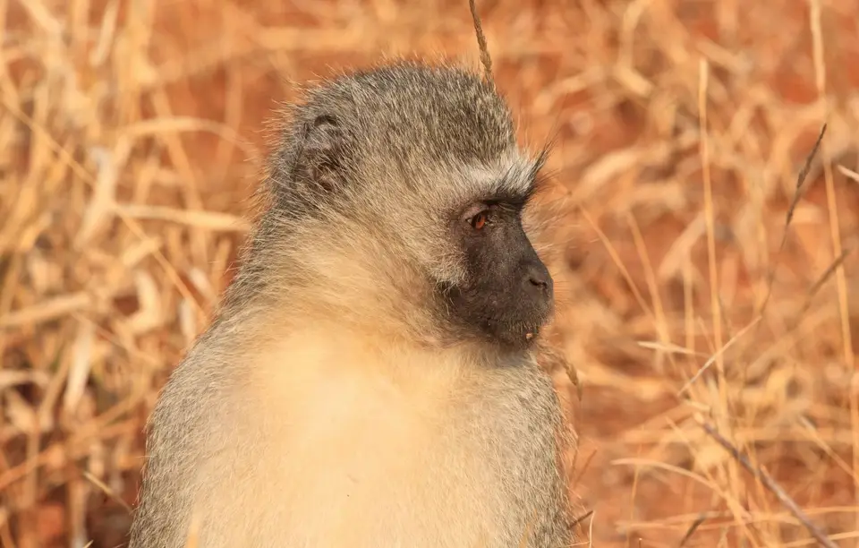 Südafrika_KrugerNP_0665.jpg
