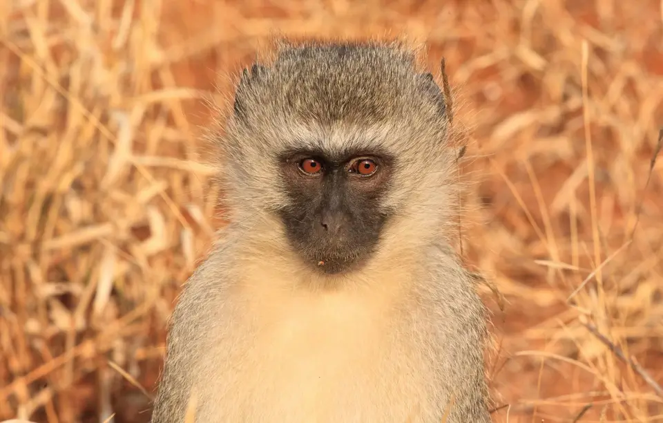 Südafrika_KrugerNP_0666.jpg
