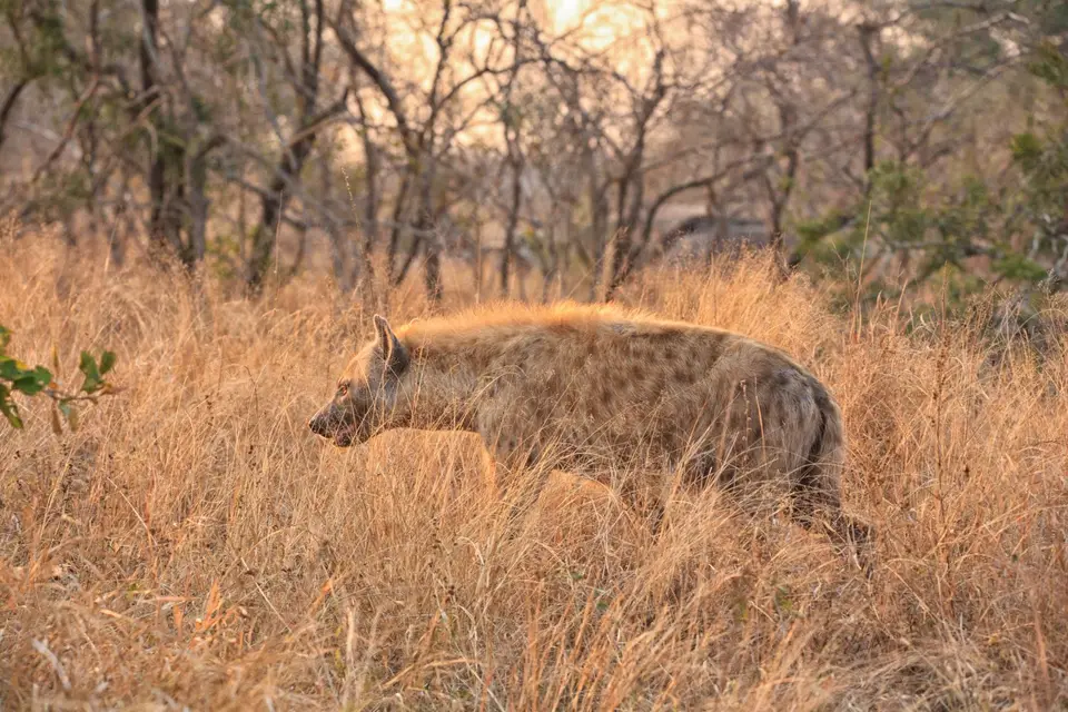 Südafrika_KrugerNP_0671.jpg
