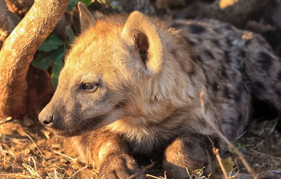 Südafrika_KrugerNP_0677.jpg