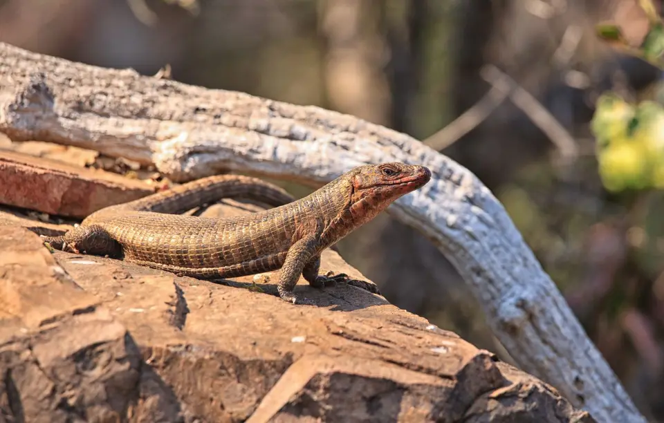 Südafrika_KrugerNP_0703.jpg