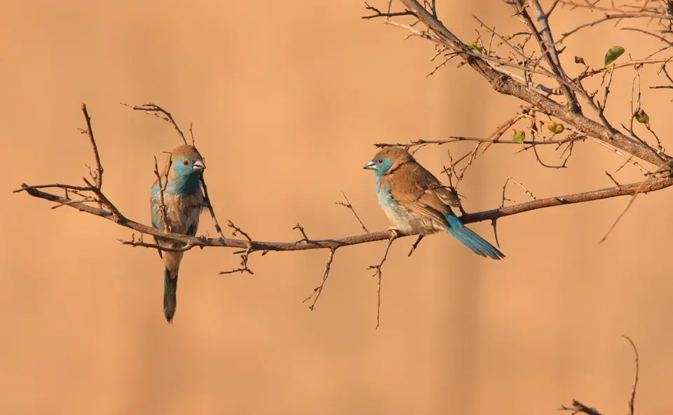 Südafrika_KrugerNP_0706.jpg