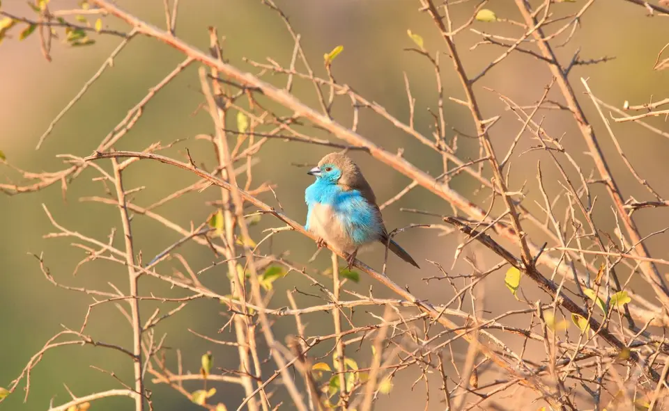 Südafrika_KrugerNP_0707.jpg