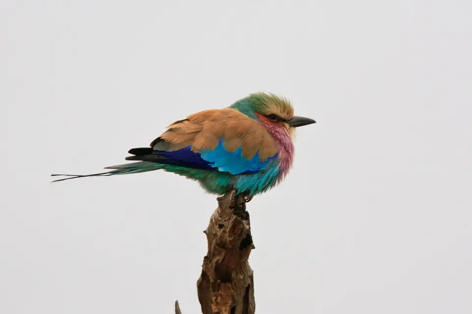 Südafrika_KrugerNP_0738.jpg