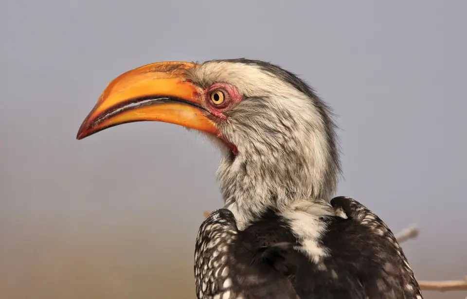 Südafrika_KrugerNP_0744.jpg