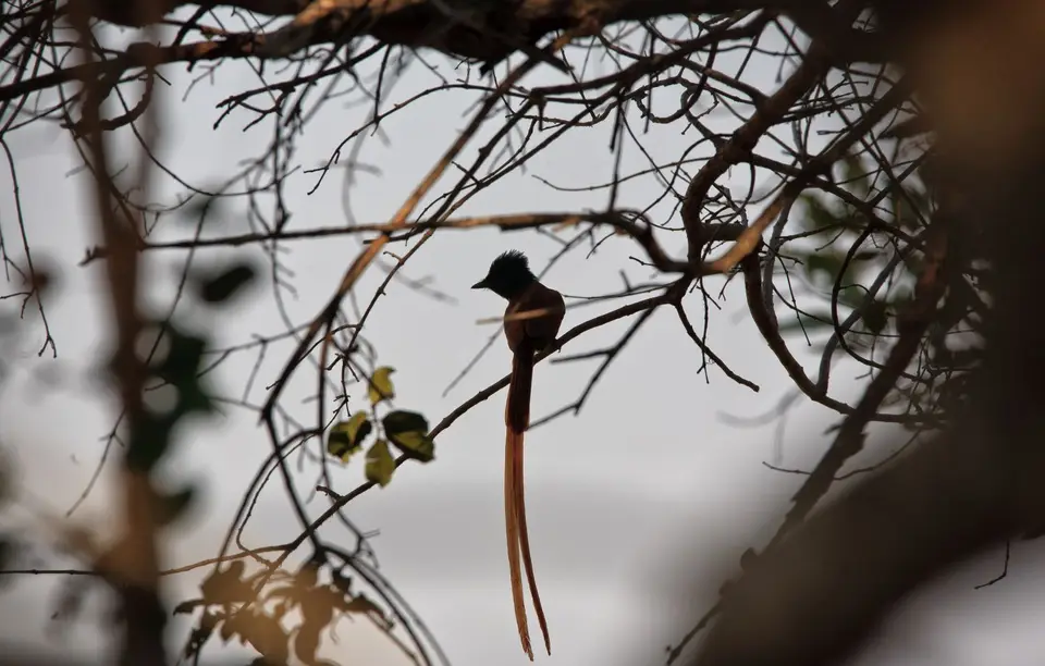 Südafrika_KrugerNP_0806.jpg