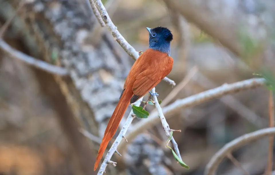 Südafrika_KrugerNP_0807.jpg