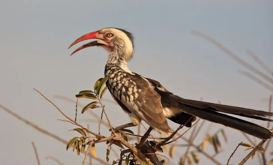 Südafrika_KrugerNP_0817.jpg