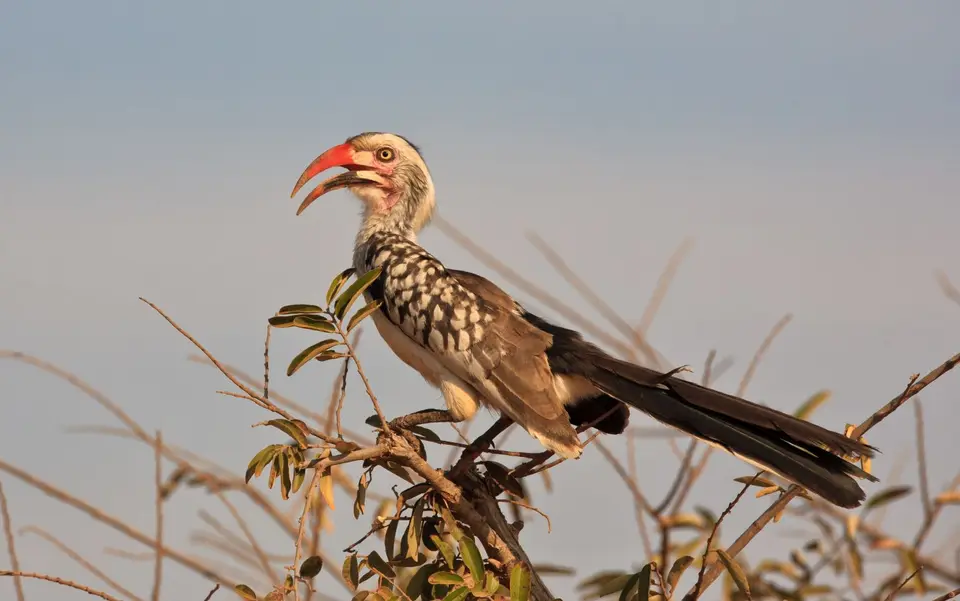 Südafrika_KrugerNP_0818.jpg