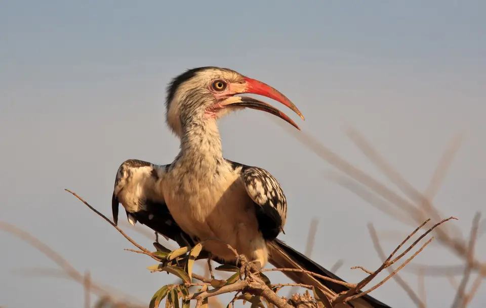 Südafrika_KrugerNP_0819.jpg