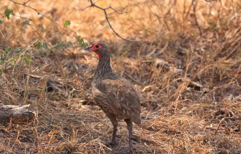 Südafrika_KrugerNP_0848.jpg