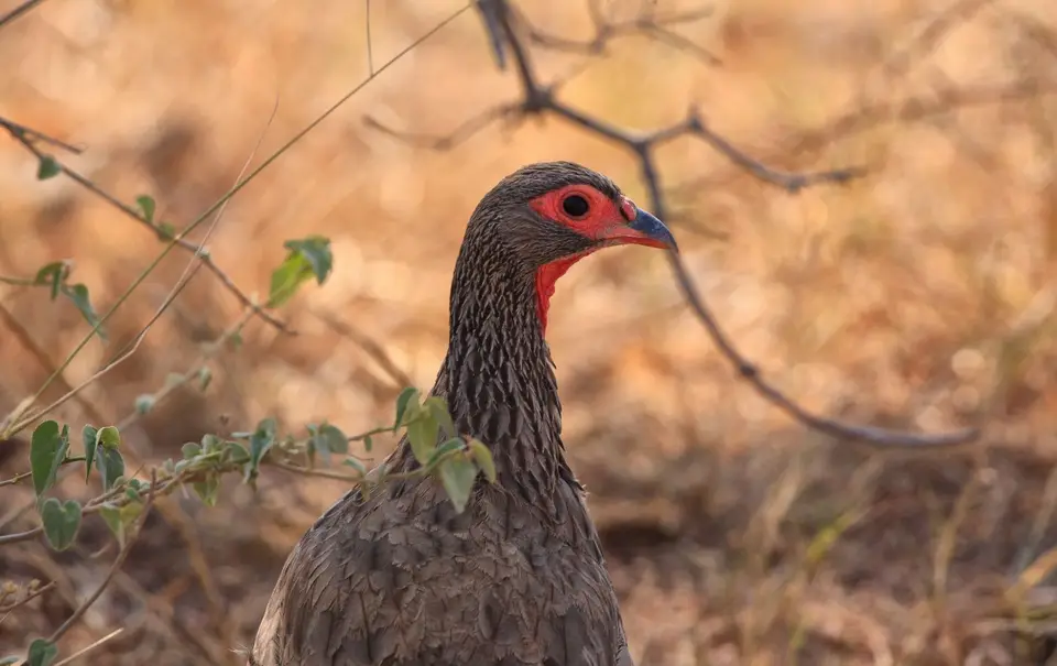 Südafrika_KrugerNP_0849.jpg