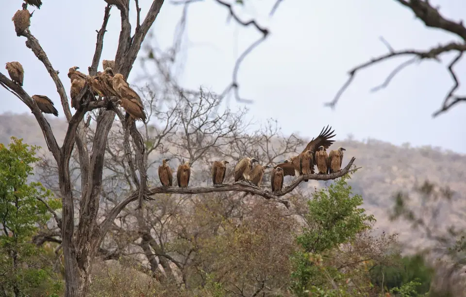 Südafrika_KrugerNP_0858.jpg