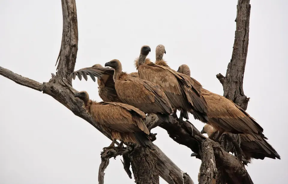 Südafrika_KrugerNP_0859.jpg