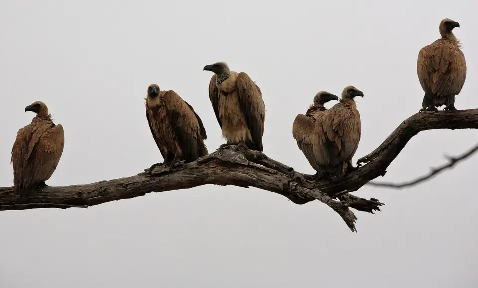 Südafrika_KrugerNP_0860.jpg