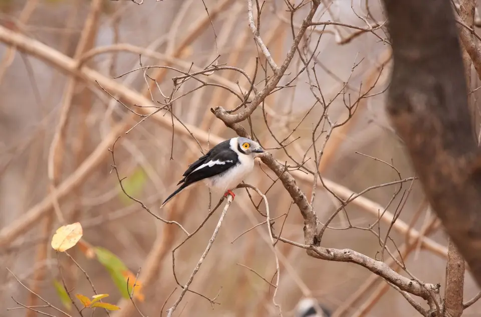 Südafrika_KrugerNP_0862.jpg