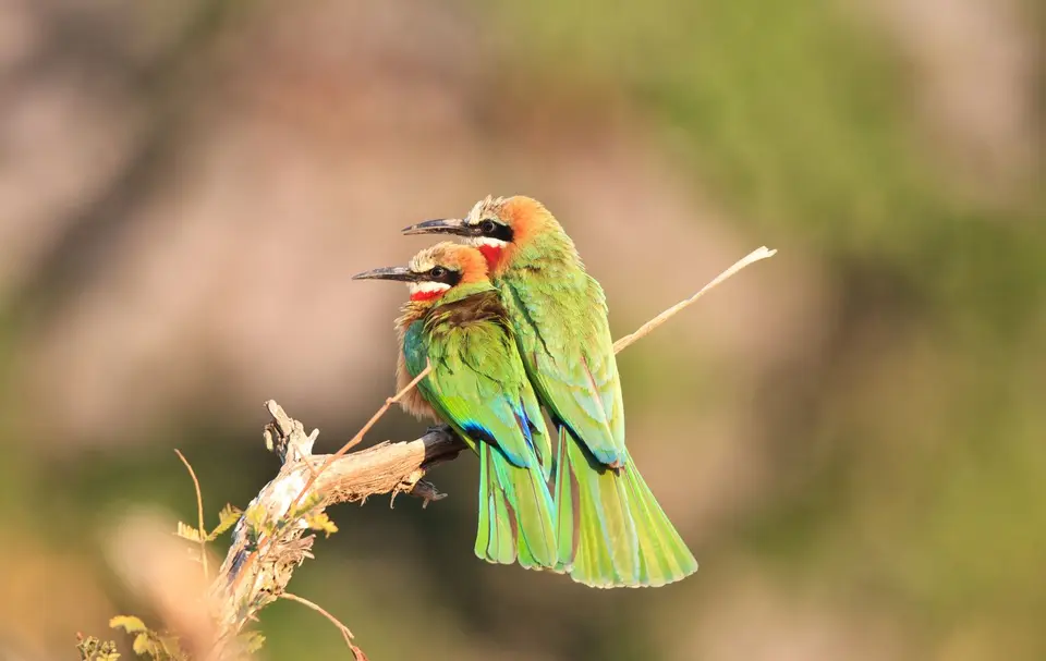 Südafrika_KrugerNP_0866.jpg