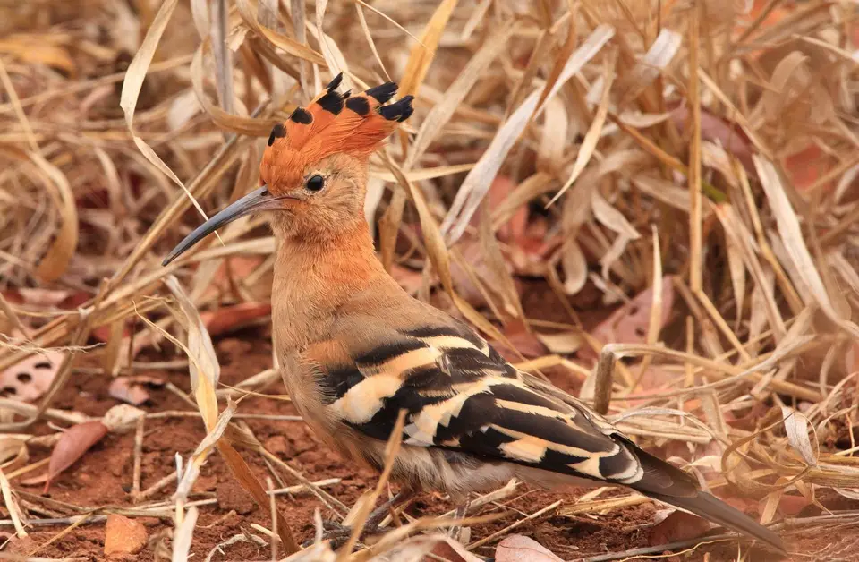 Südafrika_KrugerNP_0871.jpg