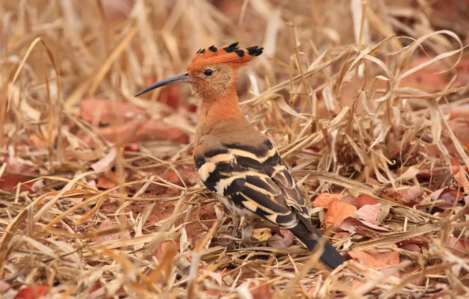 Südafrika_KrugerNP_0873.jpg