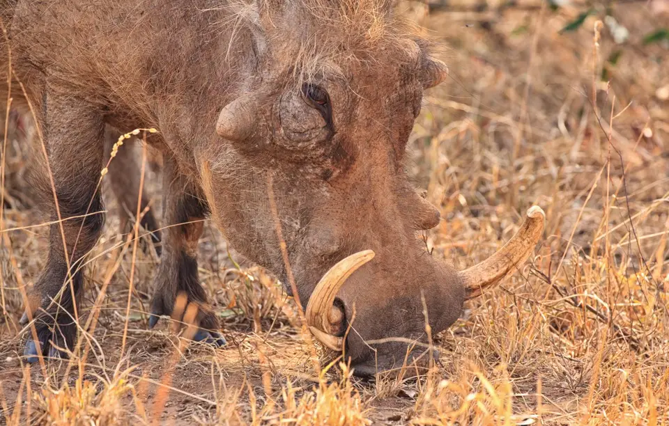 Südafrika_KrugerNP_0892.jpg