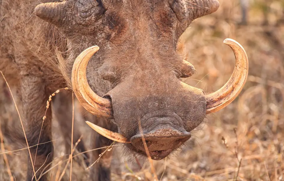 Südafrika_KrugerNP_0893.jpg
