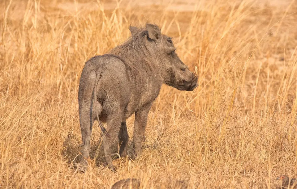 Südafrika_KrugerNP_0895.jpg