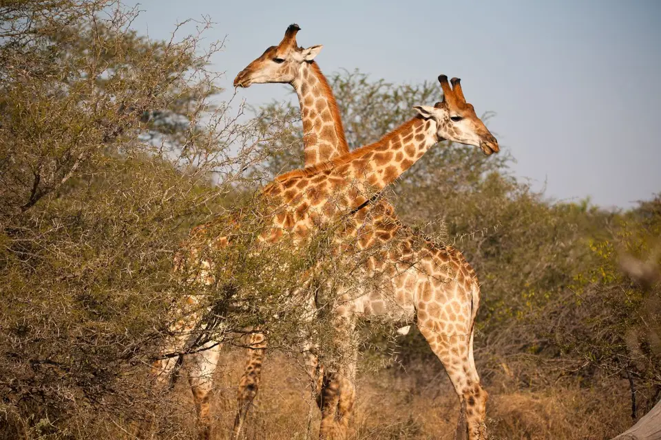 Südafrika_KrugerNP_0944.jpg
