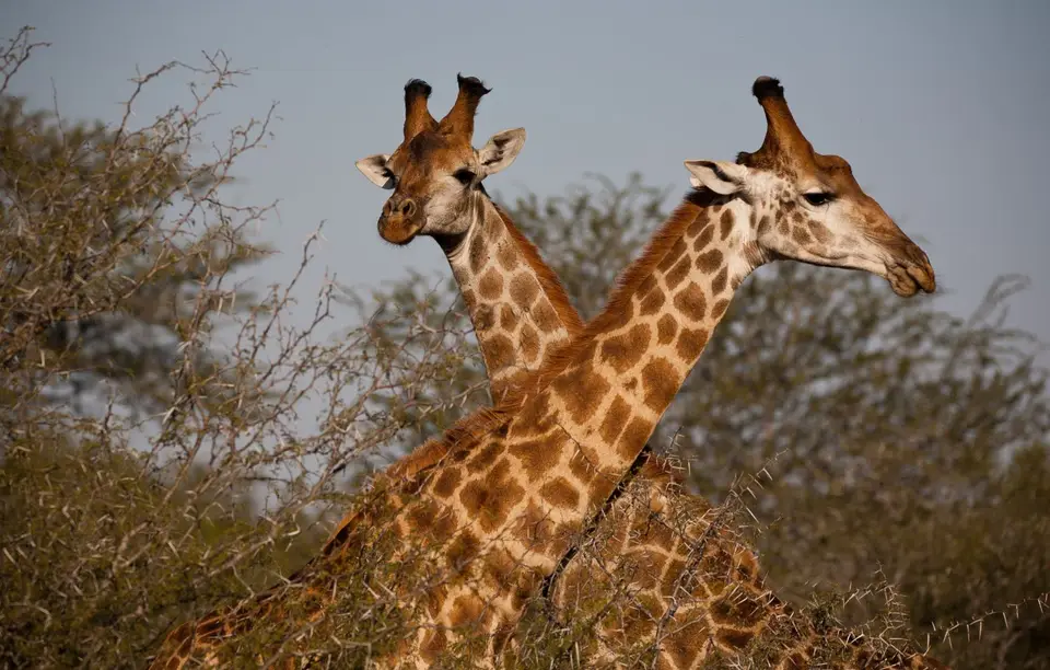 Südafrika_KrugerNP_0945.jpg