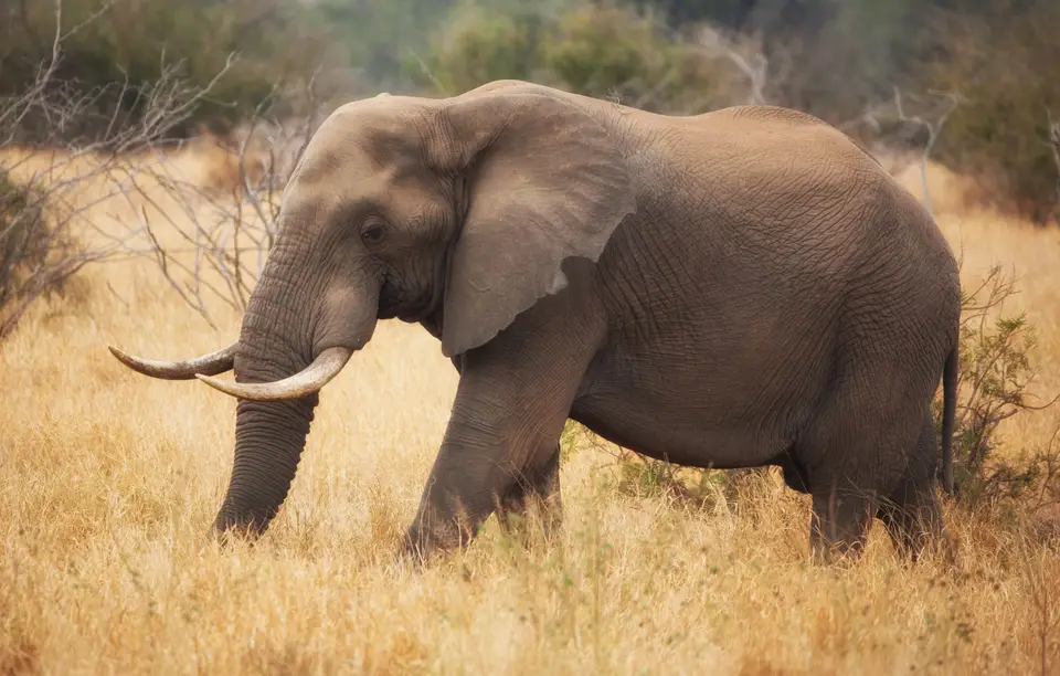 Südafrika_KrugerNP_0948.jpg