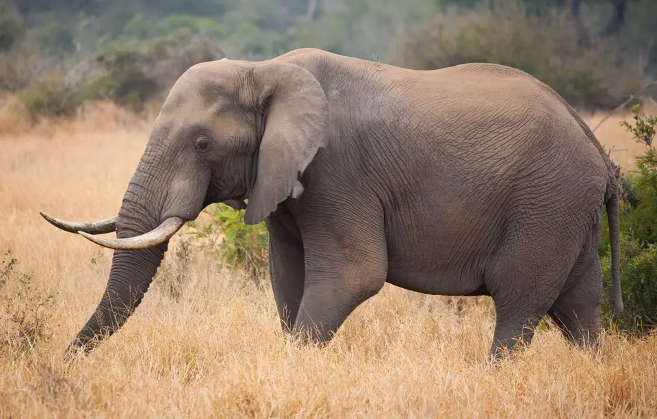 Südafrika_KrugerNP_0949.jpg