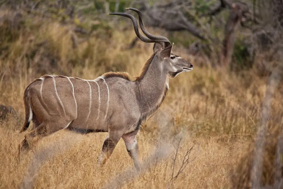 Südafrika_KrugerNP_0955.jpg