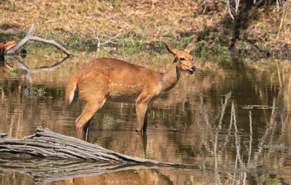Südafrika_KrugerNP_096.jpg