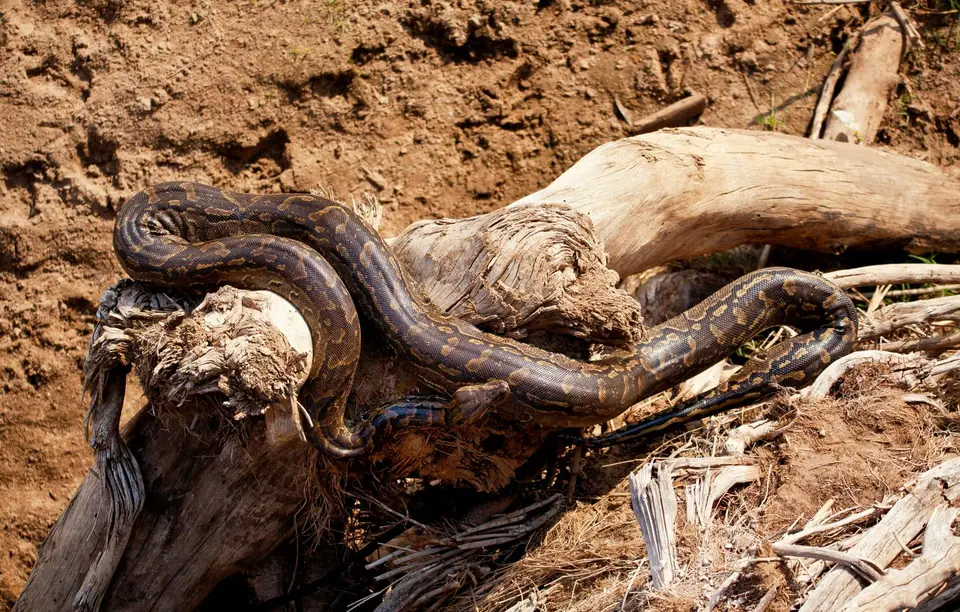 Südafrika_KrugerNP_0961.jpg
