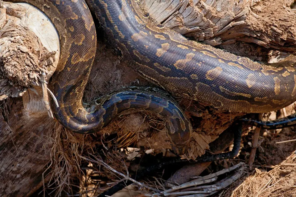 Südafrika_KrugerNP_0962.jpg